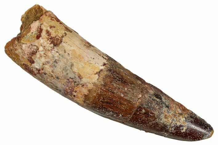 Fossil Spinosaurus Tooth - Real Dinosaur Tooth #344906